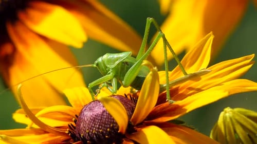 Green Grasshopper on Yellow Flower in Summer