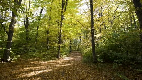 Autumn forest with bright orange and yellow leaves. Dense woods in sunny fall weather.