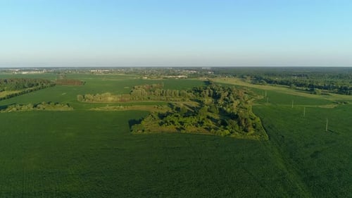 Aerial View Beautiful Landscape in Summer Drone Flying Corn Field in Sunny Day