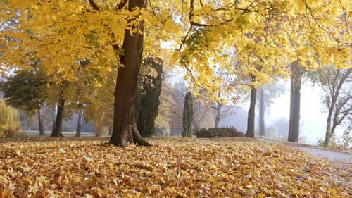 Autumn