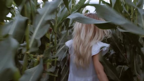Woman Walks Through Lush Green Cornfield