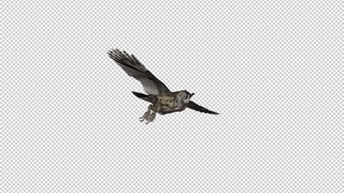 Owl - Horned - Flying Loop - Side View II