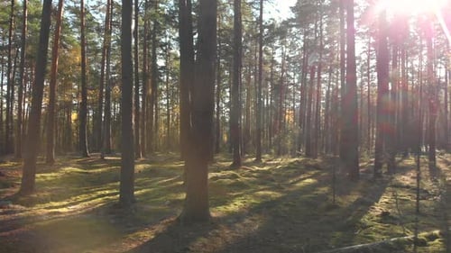 Se déplacer latéralement dans une belle forêt par une belle journée ensoleillée.