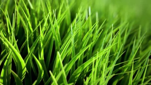 Endlose Nahaufnahmenimation, die das hochdetaillierte grüne Gras zeigt. Loopbar.
HD