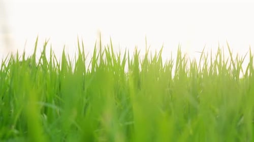 Close up of the beautiful rice plants in a gorgeous paddy field on organic farms at sunset time. slo