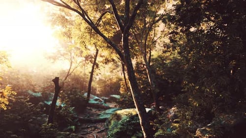 Sunshine in a Tropical Forest