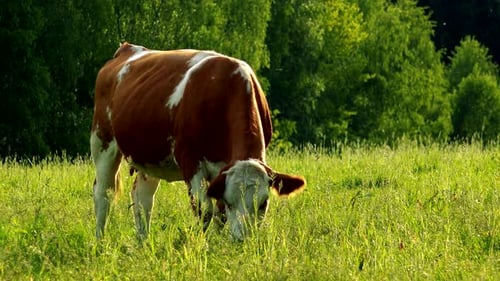 A Cow Grazes in a Pasture on a Sunny Day, a Forest in the Background