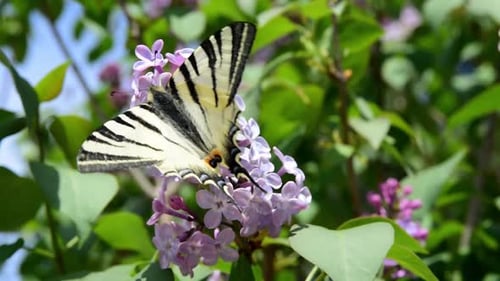 Mariposa sobre flor rosa