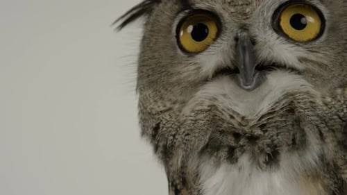 Schöne Uhu auf weißem Hintergrund