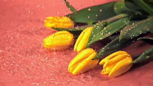Super Slow Motion Water Falls on the Yellow Flowers of Tulips