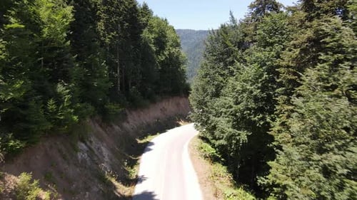 Traveling Forest