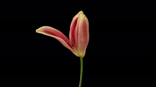 Pink Lily Blooming Time Lapse on Black Background