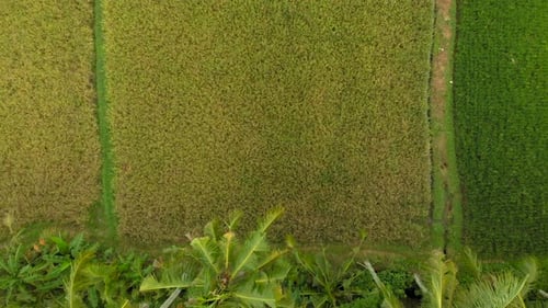 Beautiful Aerial Shot of a Green Rice Field Surrounded with Palm Trees