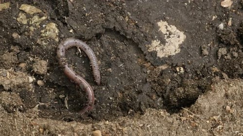 Earthworm Wriggling Around on Dark Soil