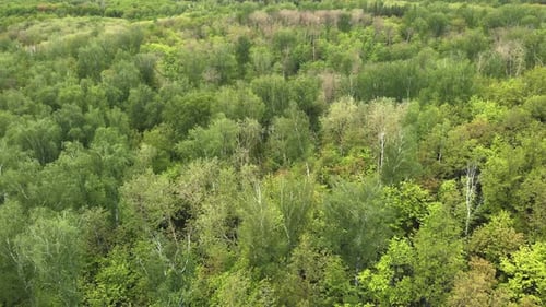 Üppige grüne Waldspitzen