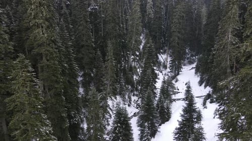Through the Forest
