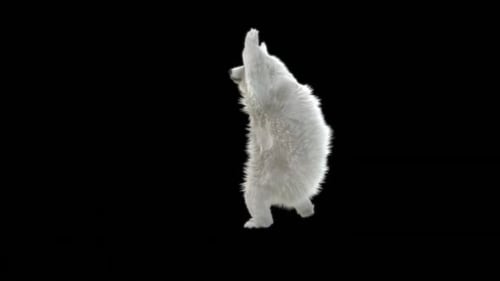 181 Bear Standing Cast Spell HD