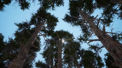 Evergreen Forest From Below View Realistic Footage