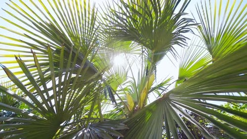 Bright Green Palm Tree Fronds Against Blue Sky