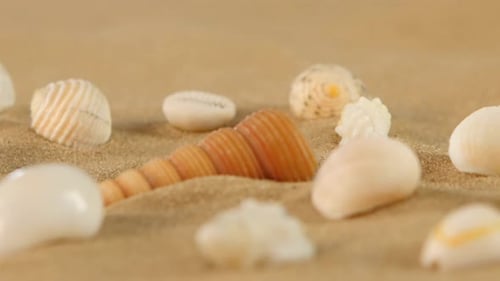 Verschiedene Muscheln auf Strandsand, Rotation, Nahaufnahme