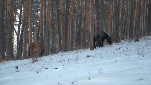 Wild Horses Grazing in the Snowy Winter Forest