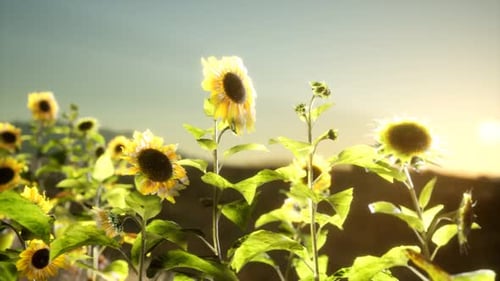 Sunflower Field on a Warm Summer Evening