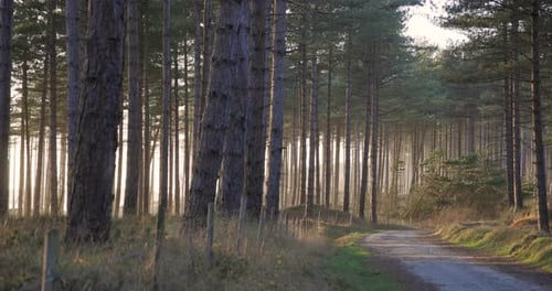 Pine wood forest at sunset with sun ligh and rays peaking through the trees