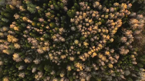 Kreisen auf Baumwipfeln des Herbstwaldes