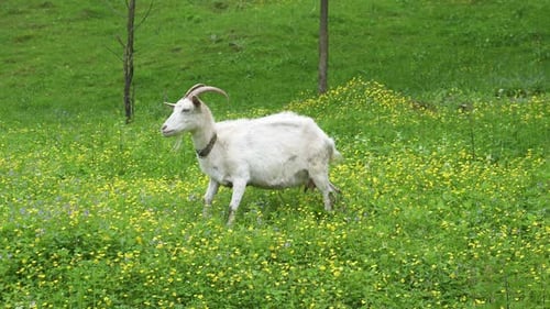 Eine kleine Ziegenherde krabbelt an einem sonnigen Tag auf einer Wiese