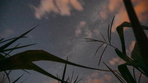 Night Starry Sky Glowing Milky Way Stars And Meteoric Track Trails Above Maize Corn Field In Summer