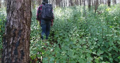 Adult Hiker Ascends Grassy Forest Hillside