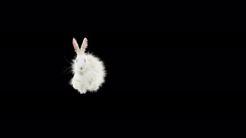 Fluffy White Rabbit Hopping and Dancing Animation