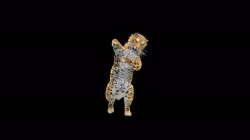 70 Leopard-Tanzen 4K