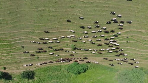 Viele Kühe auf grüner Sommerwiese, Drohnenblick aus der Luft. Kuhherde weidet auf Feldern