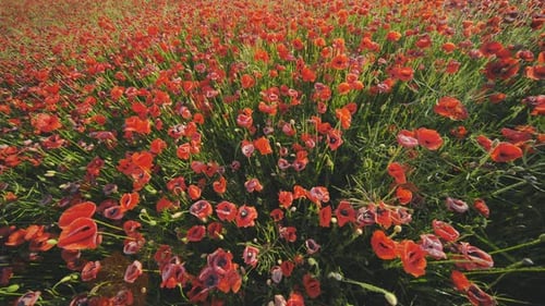 A Large Field of Red Poppy Flowers at Sunset