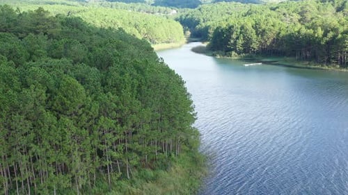 Aerial view of green pine tree forest and lakeshore