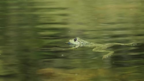 Green Frog Sits in the Marsh