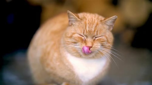 Ginger Cat Licking its Nose with Tongue