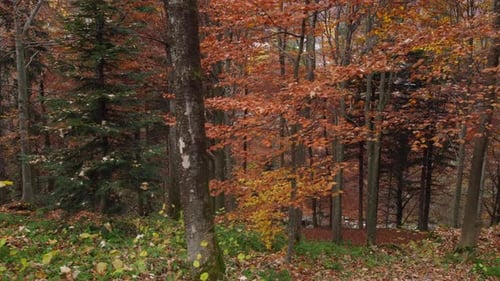 Herbstwald Rote Laubbäume