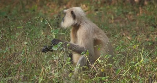 Indian Common Gray Langur or Hanuman Langur Monkey Eating in Ranthambore National Park, Rajasthan