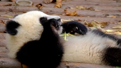 Adorable Panda Eating Green Shoots in Natural Habitat