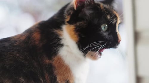 Close-up portrait of serious cat with green eyes.