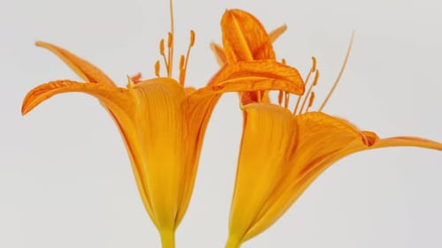 Two Orange Lilies Blooming in Time Lapse