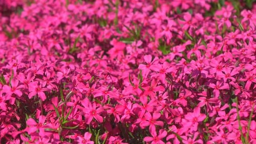 Magenta Flowers Blooming in a Lush Field