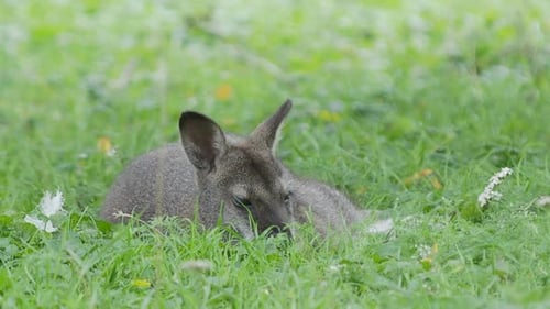 Bennetts Baumkänguru liegt auf Gras. Dendrolagus Bennettianus weidet auf der Wiese.