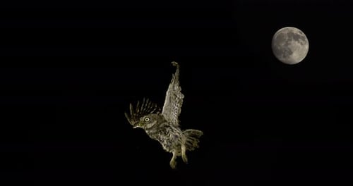 Owl Flying in Front of a Full Moon