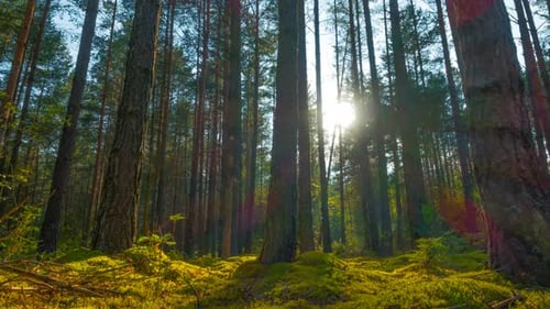 Sunset in the summer magic forest, panoramic time-lapse