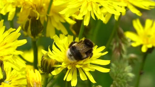 Honigbiene sammelt Blütenpollen von Löwenzahn Blume an hellen, sonnigen Tagen im Freien in der Natur. Bu