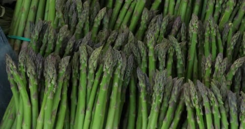 Asparagus,also known as garden asparagus A bundle of cultivated asparagus