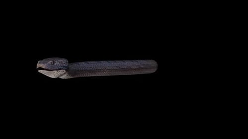 Realistic 3D Snake Front View